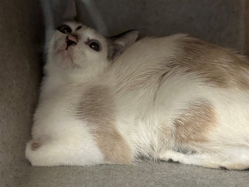 A554147 - Domestic Short Hair available for adoption
