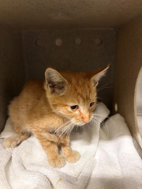 A554739 - Domestic Short Hair available for adoption