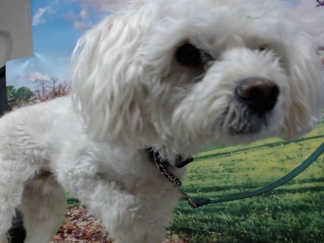 GENJI - Poodle (Miniature) available for adoption