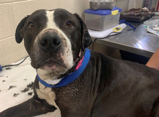 DARLIN - Pit Bull Terrier available for adoption