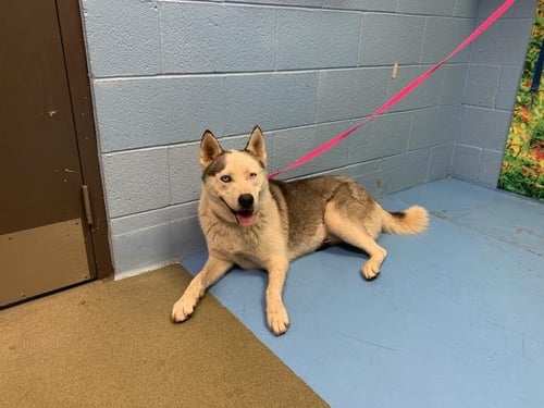 A549781 - Siberian Husky available for adoption