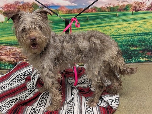 A549784 - Terrier available for adoption