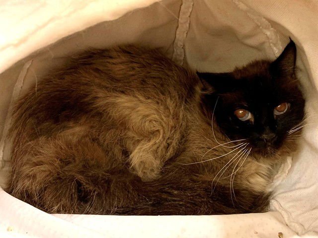 YUCIFER - Snowshoe available for adoption