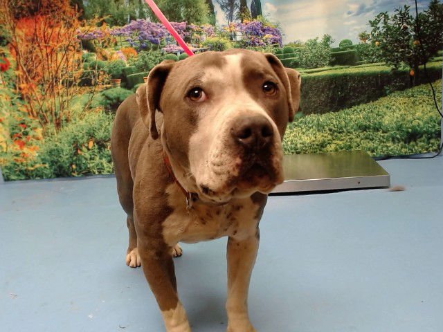 BAM BAM - Pit Bull Terrier available for adoption