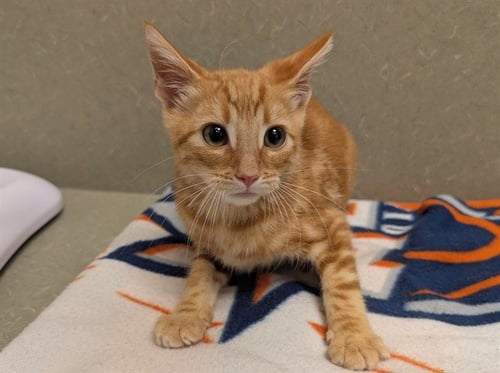A554183 - Domestic Short Hair available for adoption
