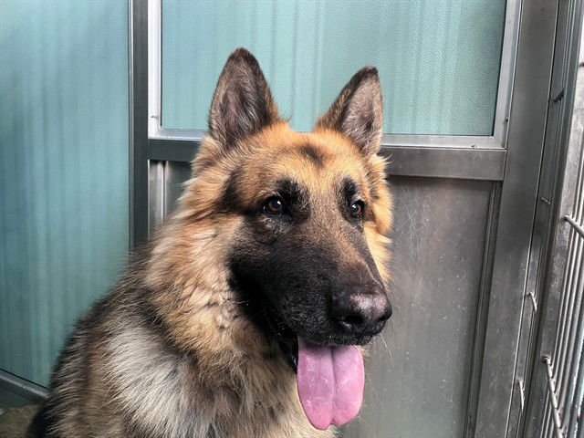 KINGSTON - German Shepherd Dog available for adoption
