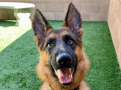 AMBER - German Shepherd Dog available for adoption