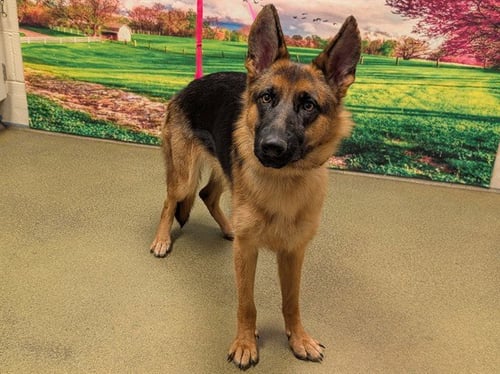 A554038 - German Shepherd Dog available for adoption