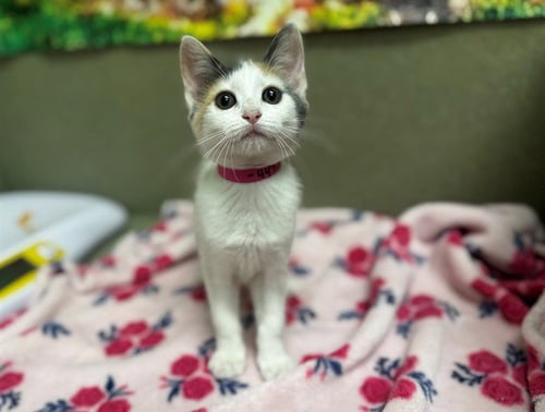 CINNAMON - Domestic Short Hair available for adoption