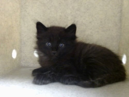 A552582 - Domestic Long Hair available for adoption