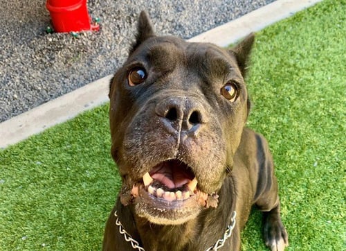ARMA - Cane Corso Mastiff available for adoption