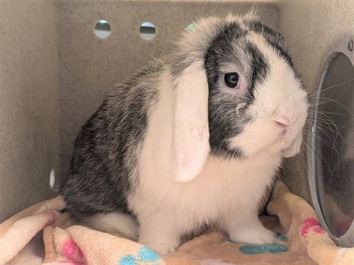A549909 - Shorthaired Rabbit available for adoption