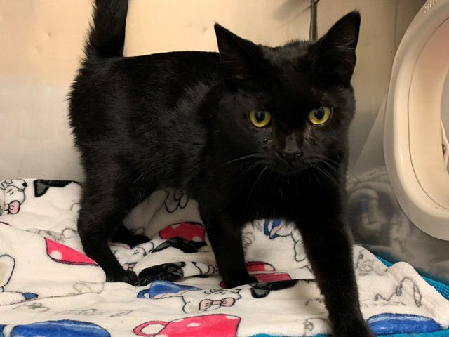 IVY - Domestic Short Hair available for adoption