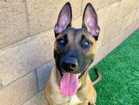 RAMBO - Photo 1