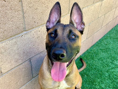 RAMBO - Belgian Shepherd Malinois available for adoption