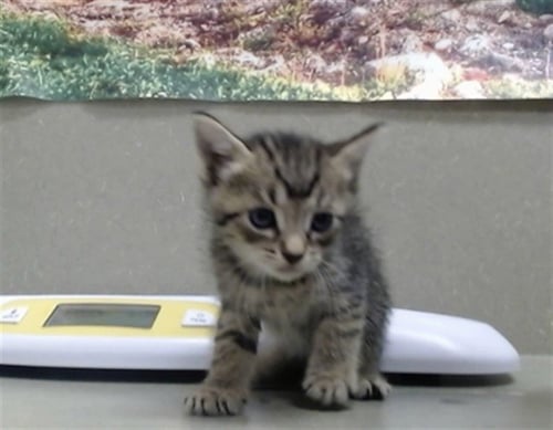 A554270 - Domestic Short Hair available for adoption