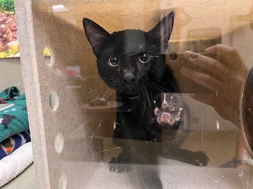 A554601 - Domestic Short Hair available for adoption