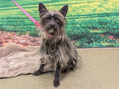 CROMWELL - Terrier available for adoption