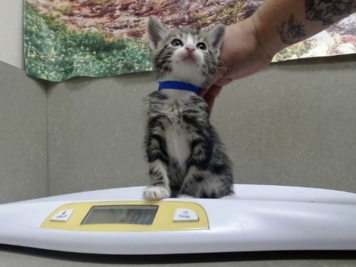 A554269 - Domestic Short Hair available for adoption