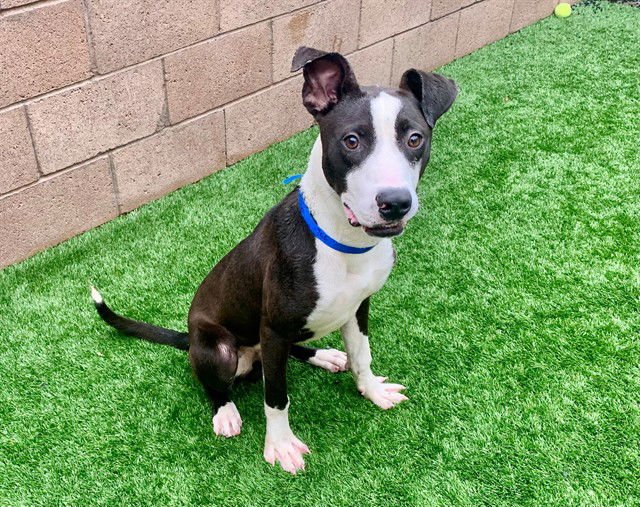 DYSON - Pit Bull Terrier / Labrador Retriever available for adoption