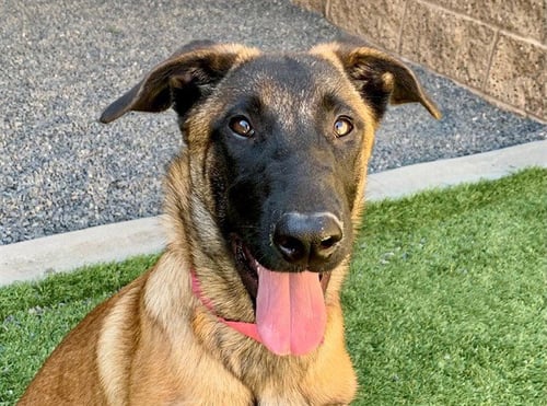 BROWNIE - Belgian Shepherd Malinois available for adoption