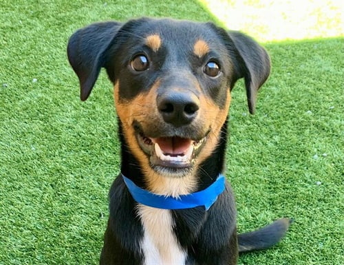 PAULEY - Beagle available for adoption