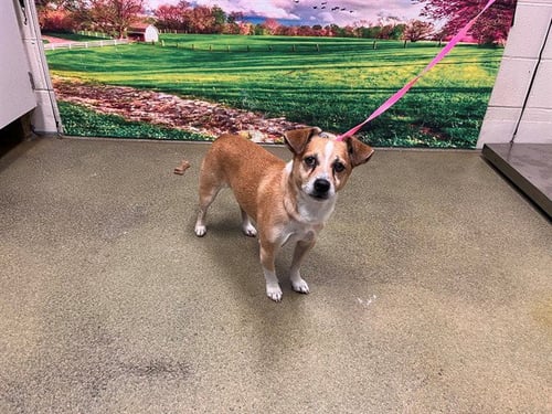 A554989 - Chihuahua available for adoption