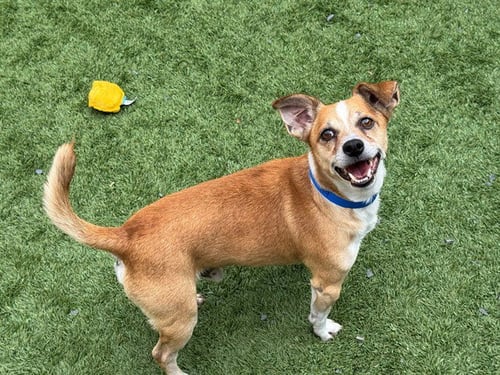 A554989 - Chihuahua available for adoption
