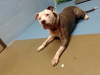 CHICO - Photo 1