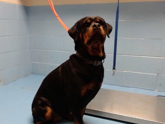 DANA - Rottweiler available for adoption
