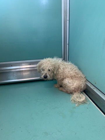 JASPER - Terrier available for adoption