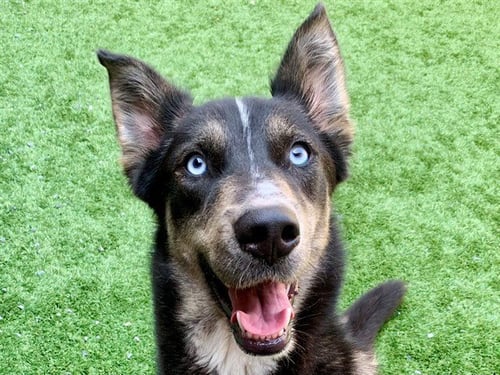 CHANDRA - Siberian Husky available for adoption
