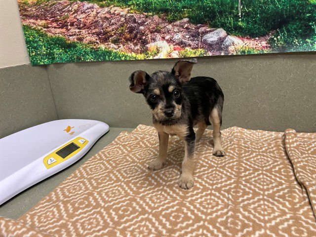 A548366 - Terrier available for adoption