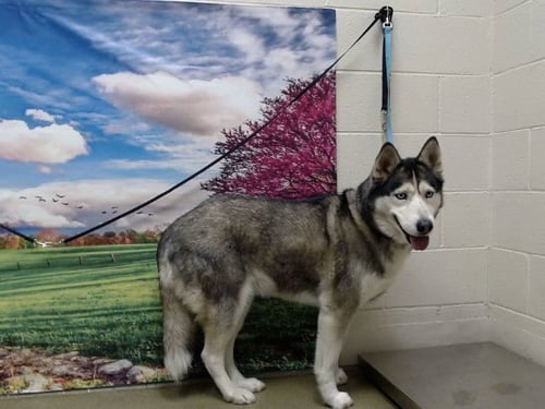 CHANTILLY - Siberian Husky available for adoption