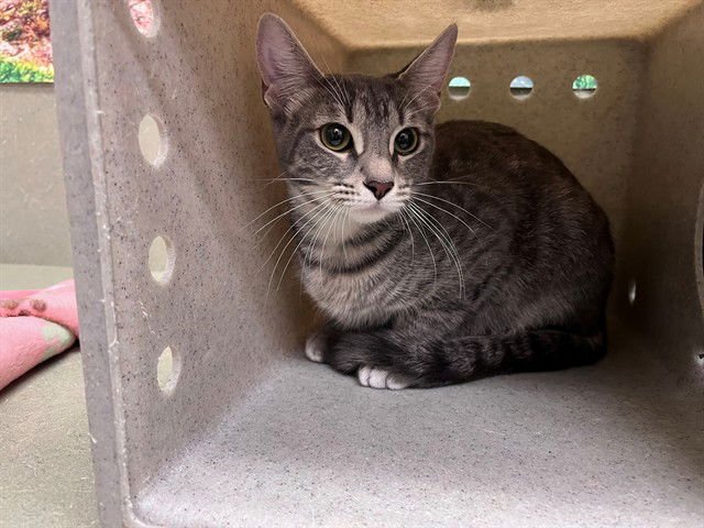 A548627 - Domestic Short Hair available for adoption