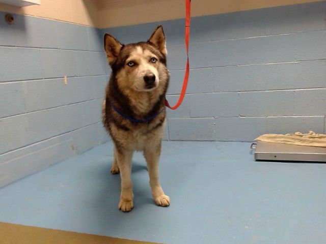 CHAMP - Siberian Husky available for adoption