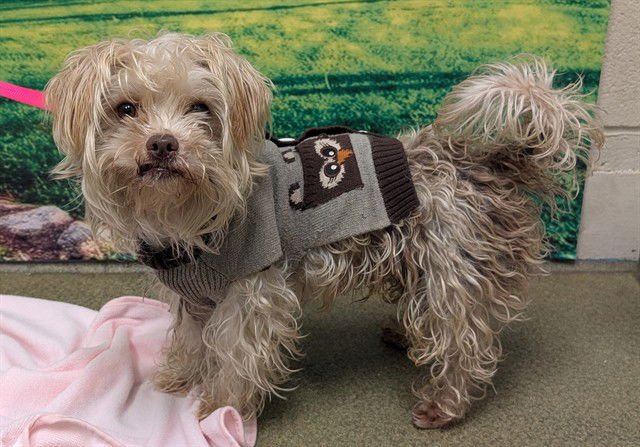 A548279 - Yorkshire Terrier Yorkie available for adoption