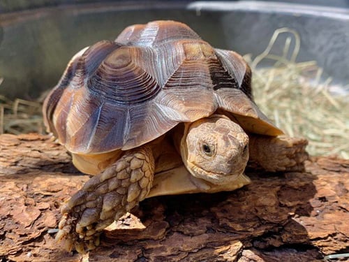 A552211 - Tortoise available for adoption