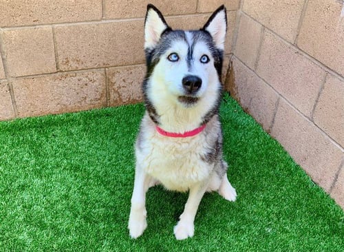 ALIA - Siberian Husky available for adoption