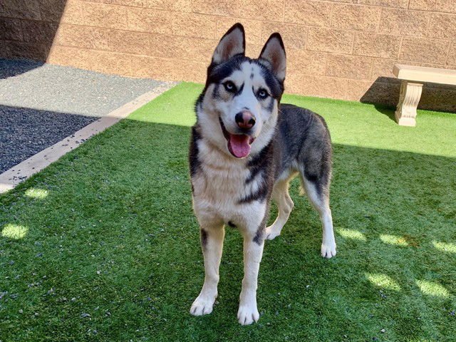AMIR - Siberian Husky available for adoption
