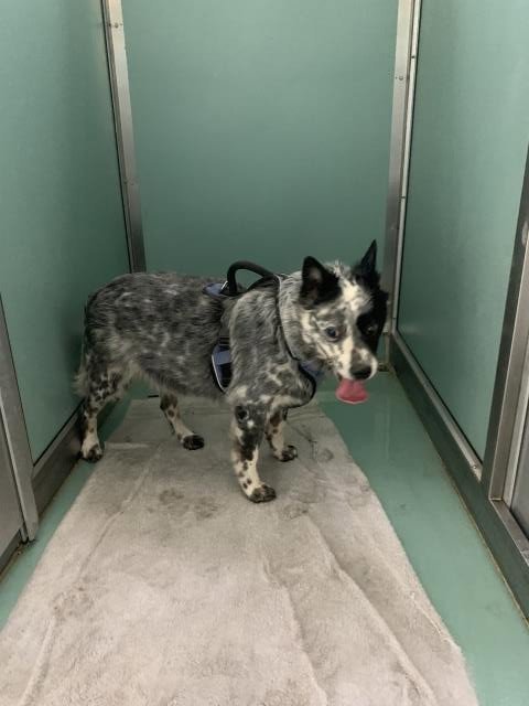ELLA - Australian Cattle Dog/Blue Heeler available for adoption