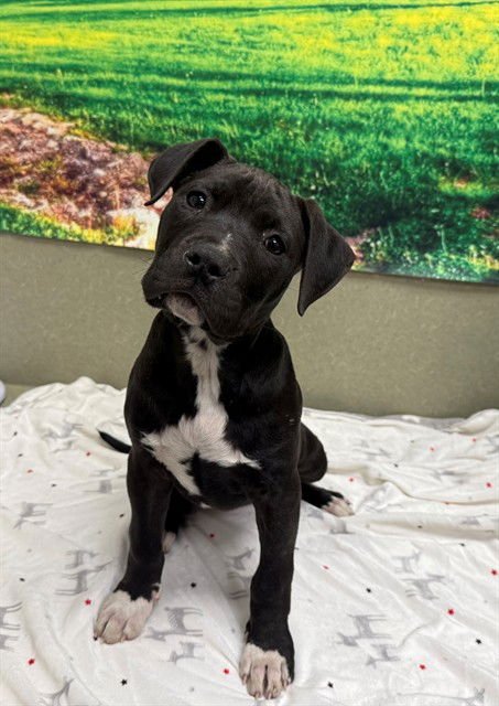 RILEY - Pit Bull Terrier available for adoption