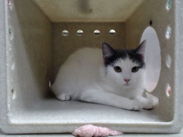 A548928 - Domestic Short Hair available for adoption