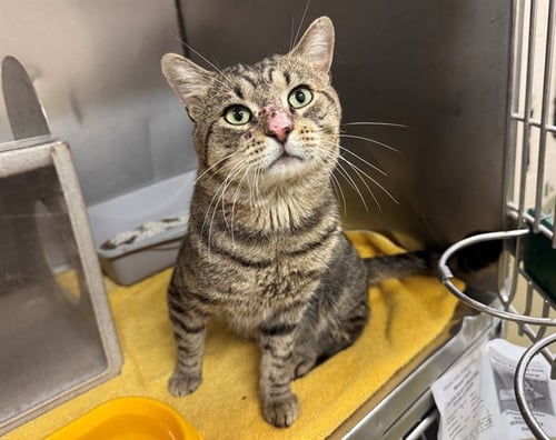 A552832 - Domestic Short Hair available for adoption