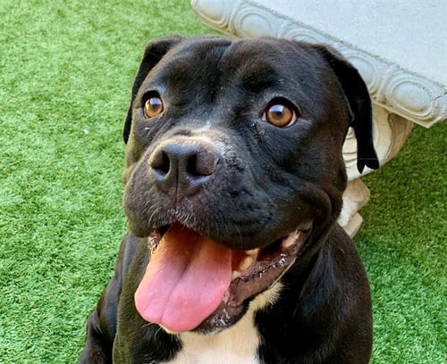 KITTY - Mastiff available for adoption