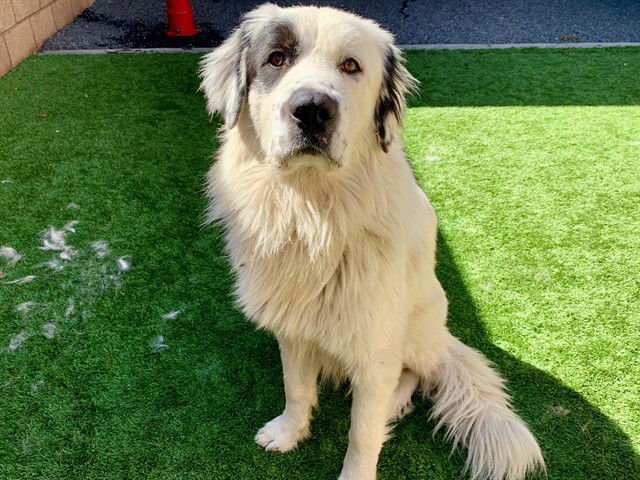 MAGNUS - Great Pyrenees available for adoption