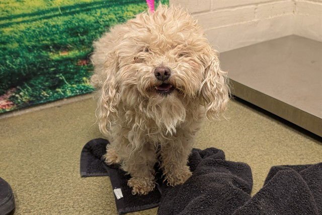 LENNY - Poodle (Toy) available for adoption