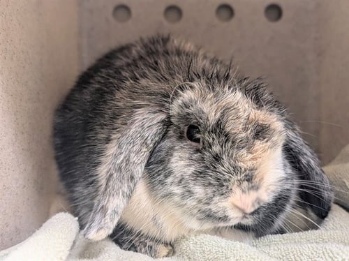 A549908 - Shorthaired Rabbit available for adoption
