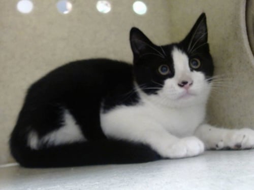 A552318 - Domestic Short Hair available for adoption