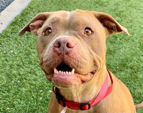 BELL OF THE BALL - Pit Bull Terrier available for adoption